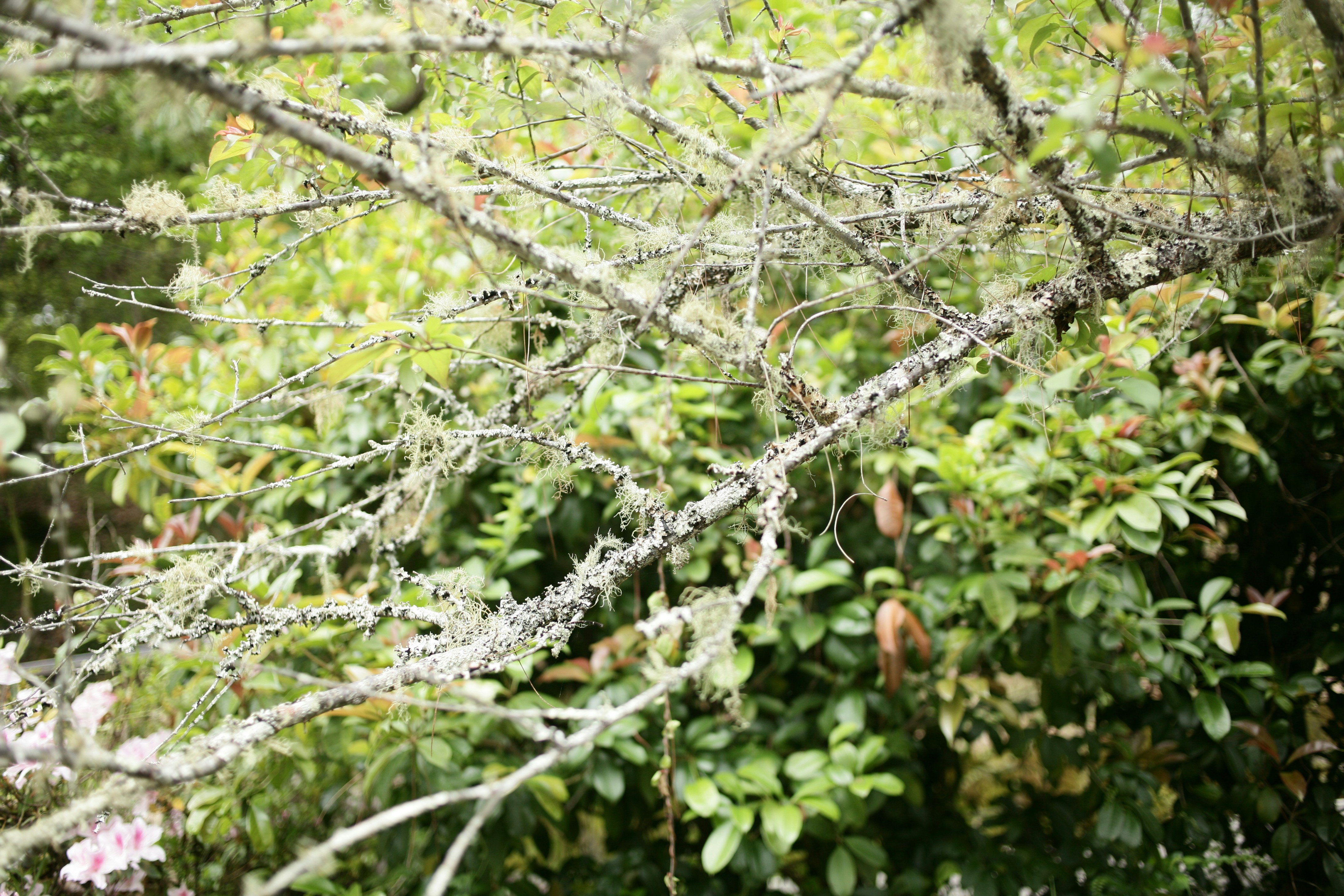 a close up of a tree branch with water droplets on it