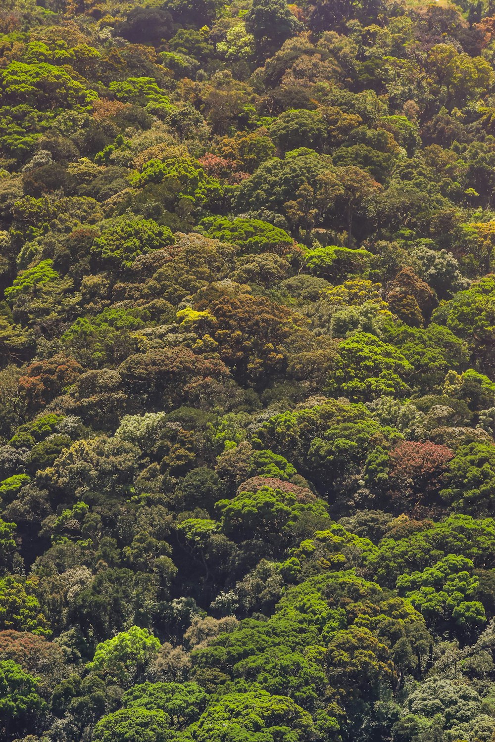 a large group of trees in the middle of a forest