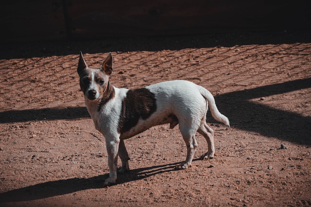 a brown and white dog standing on top of a dirt field