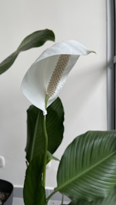 Peace Lily