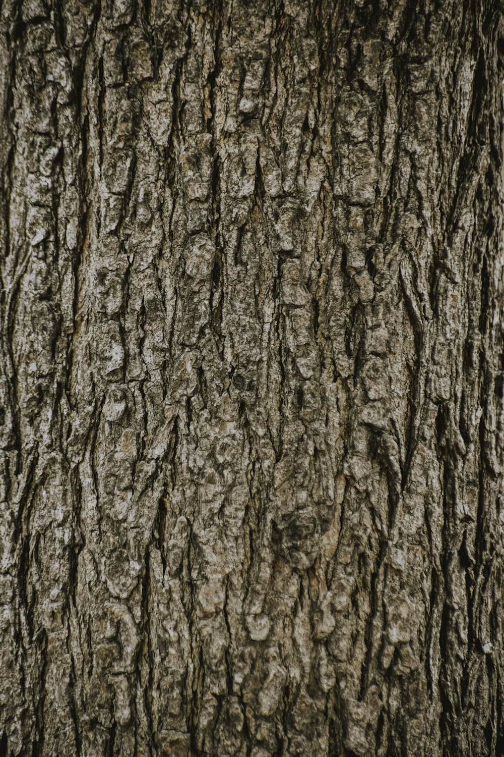 a close up of the bark of a tree