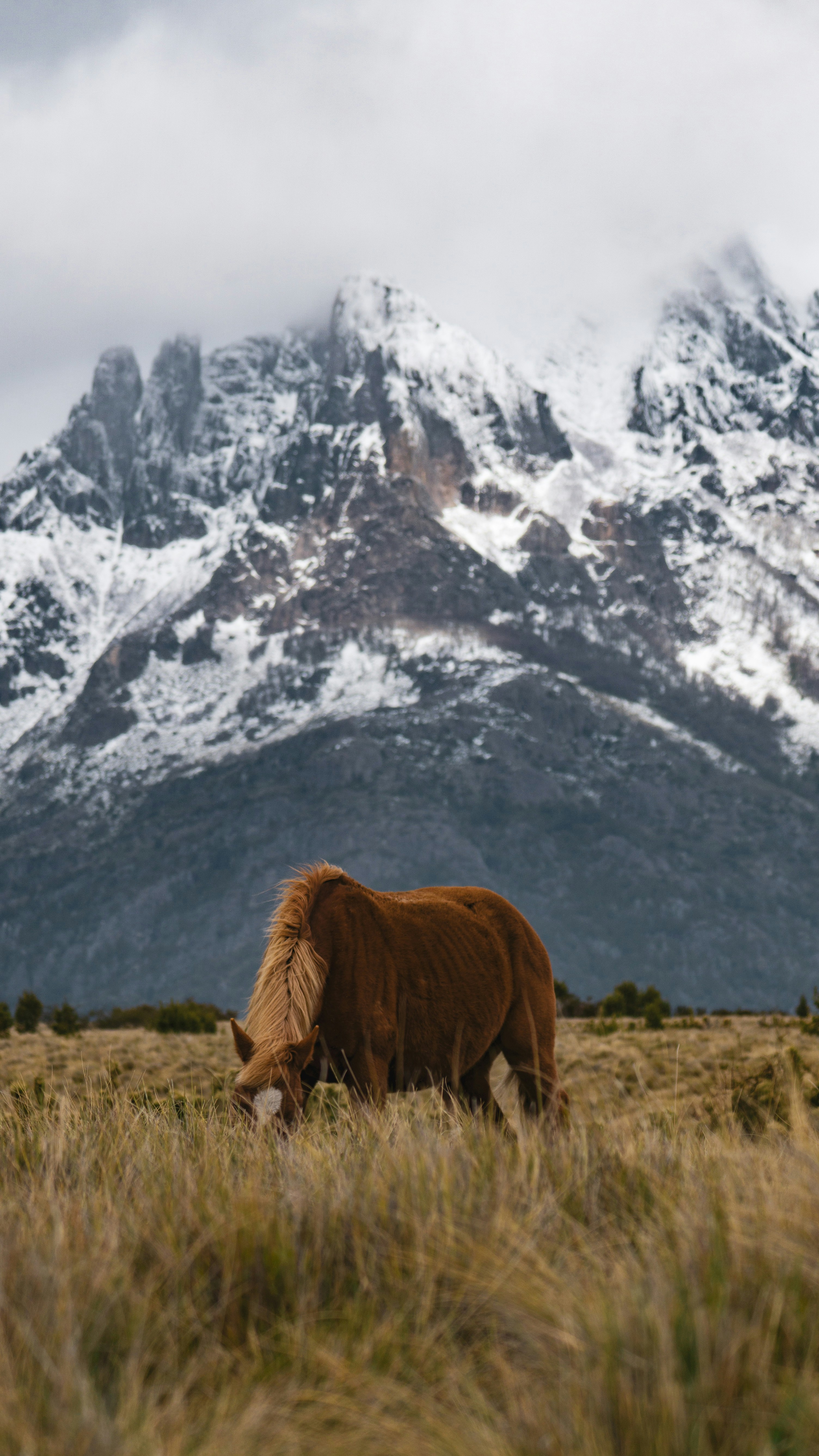 a brown horse grazing in a field with a mountain in the background