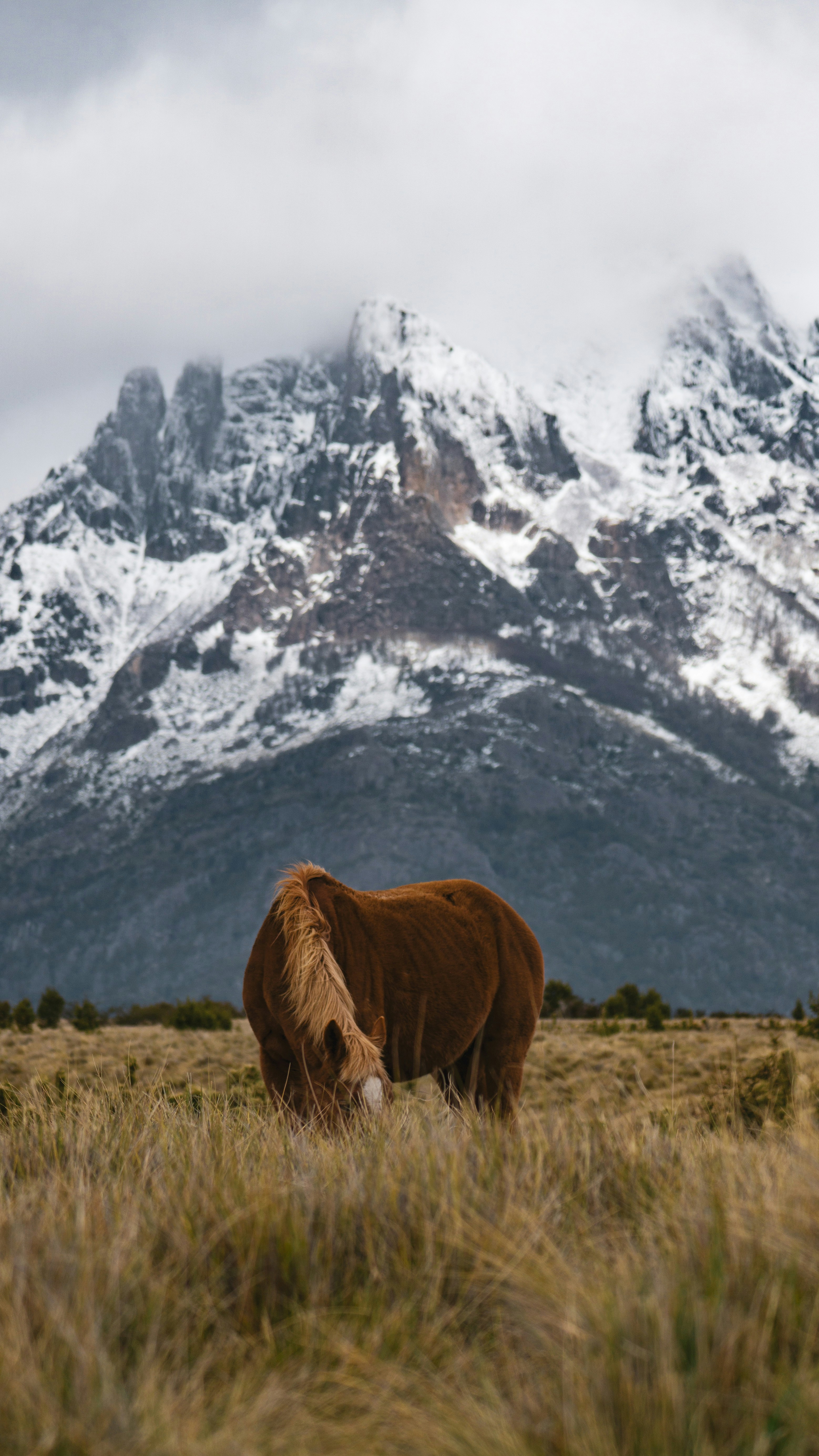 a brown horse standing on top of a grass covered field