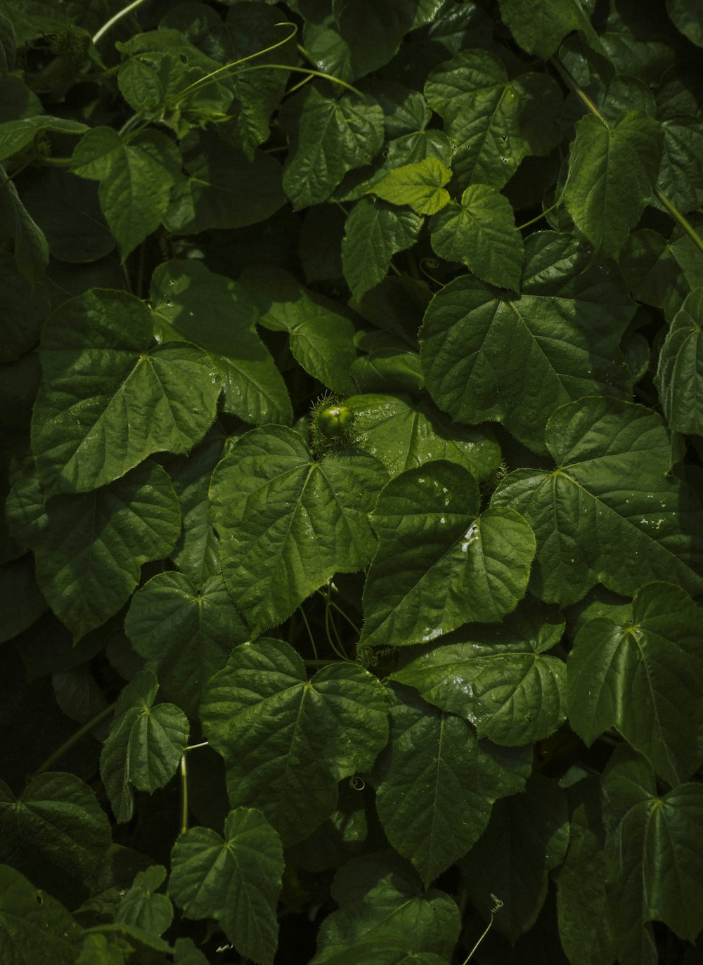 a close up of a green leafy plant