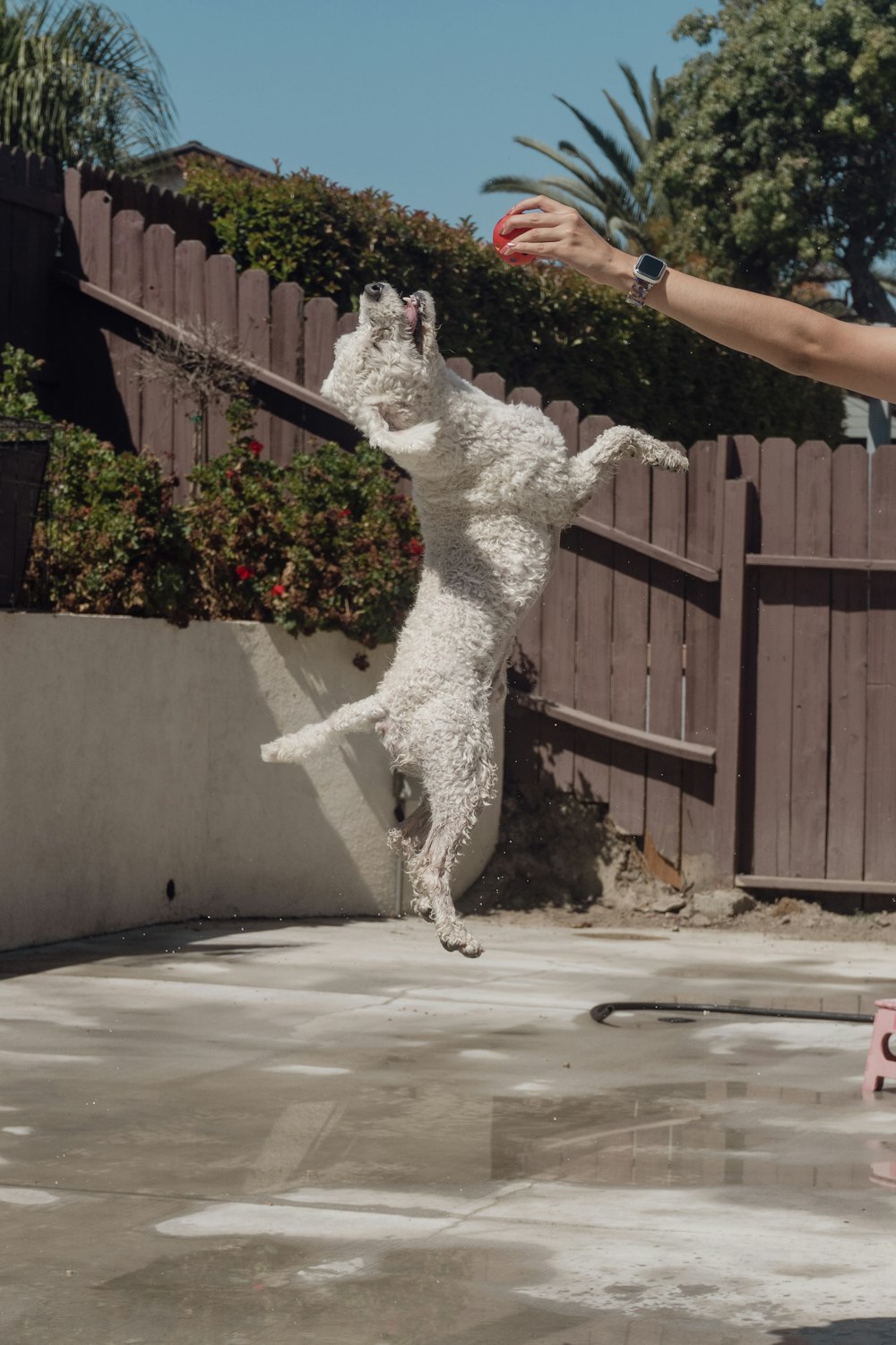 a dog jumping in the air to catch a frisbee