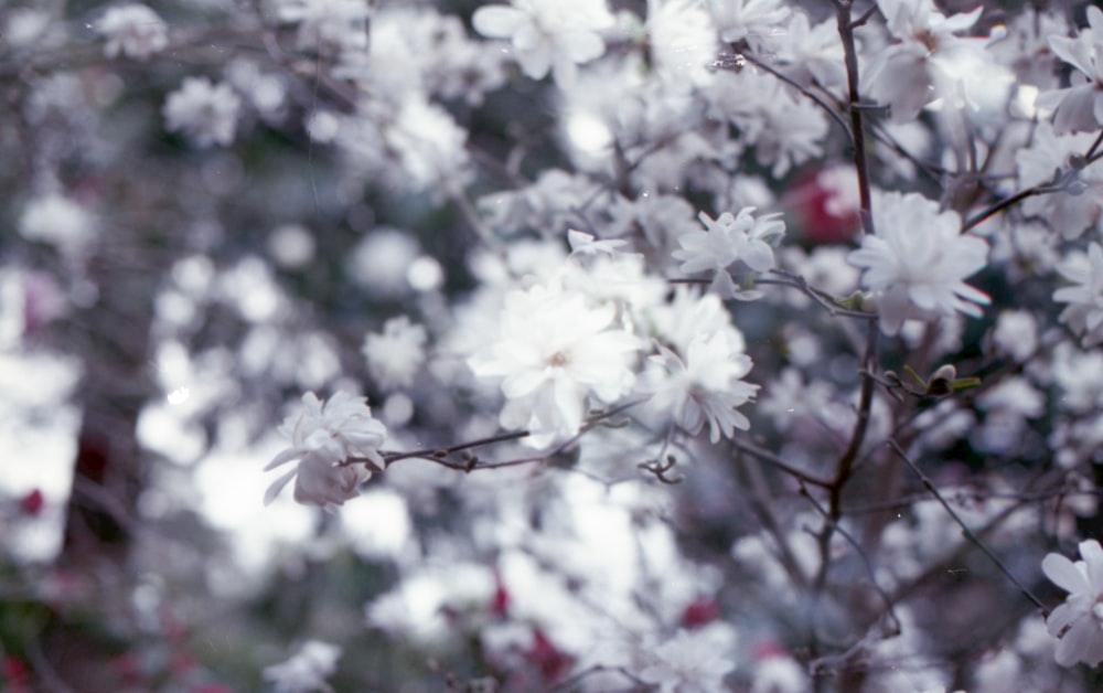 a close up of a flower