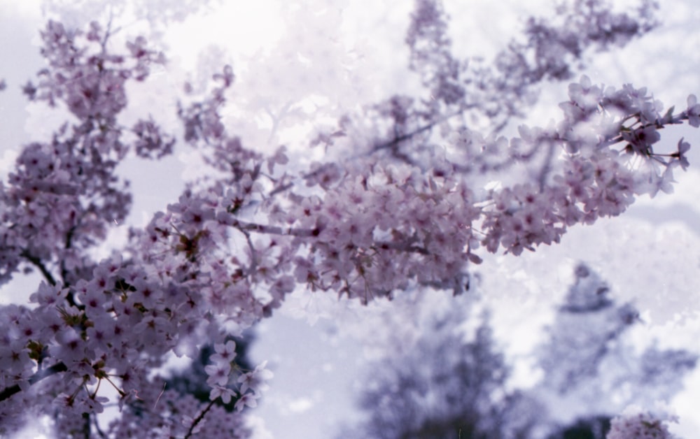 a blurry photo of a tree with pink flowers
