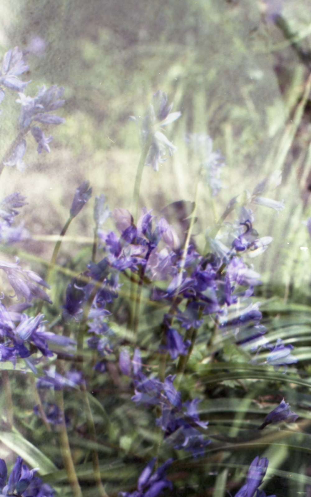 a bunch of purple flowers in a field