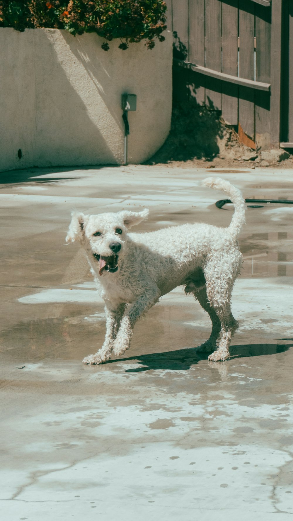 a small white dog standing in a pool of water