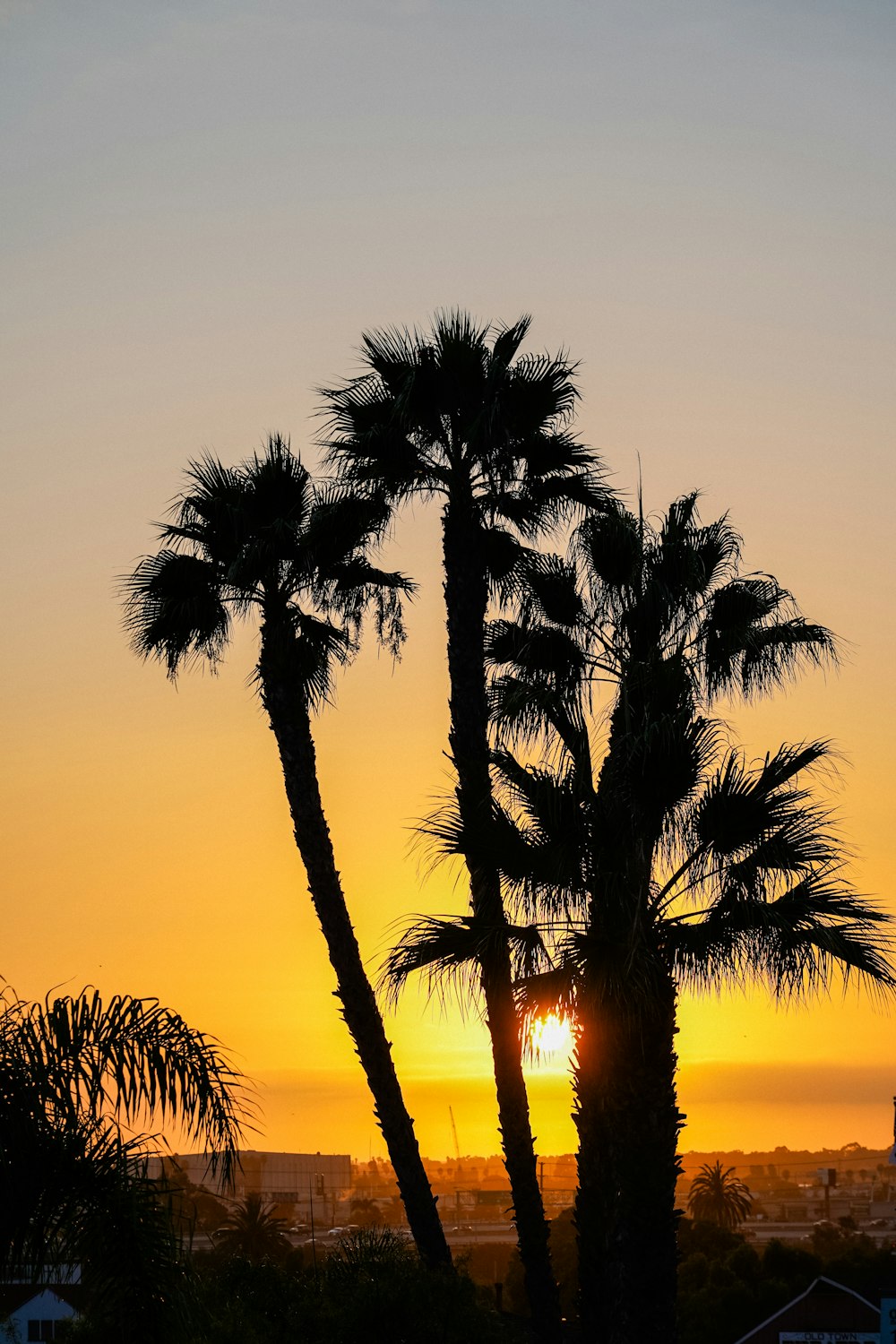 a palm tree in front of a sunset
