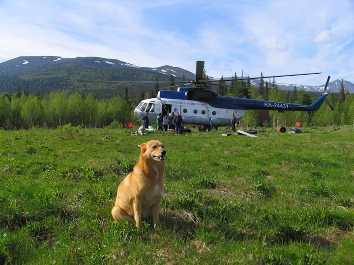 Traveling with Your Dog: Tips for a Stress-Free Journey