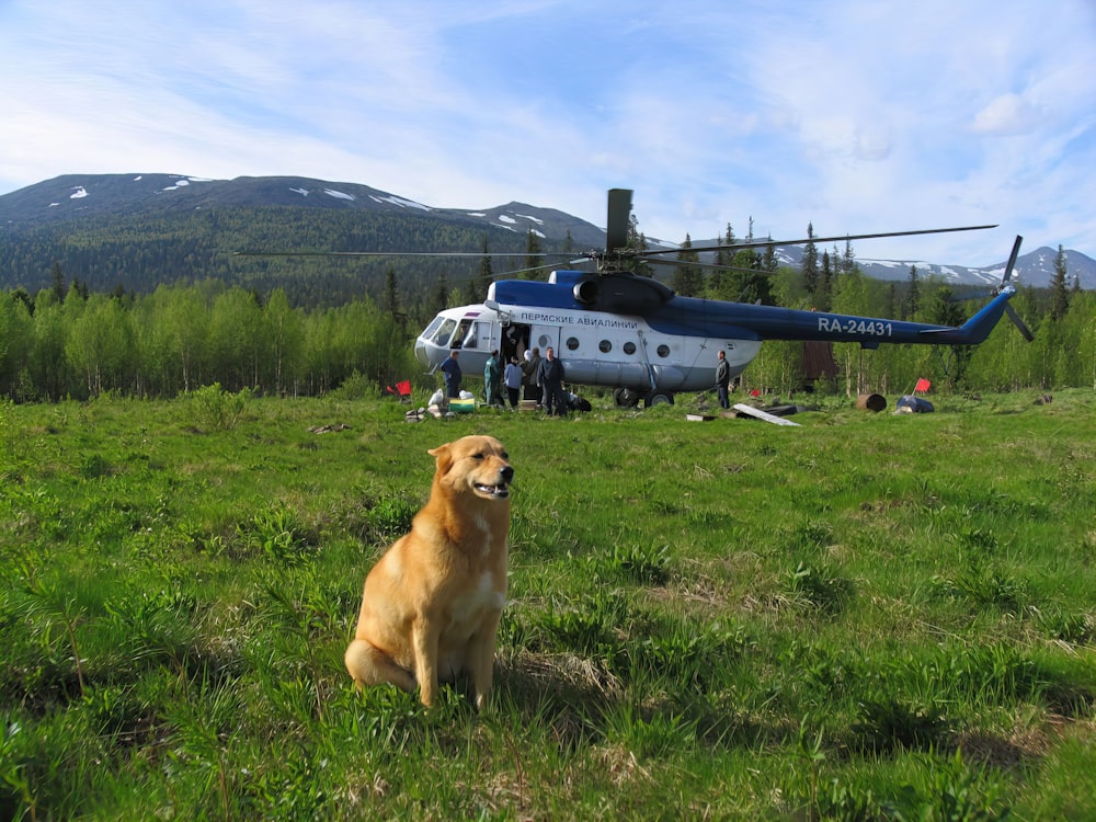 a dog sitting in the grass in front of a helicopter
