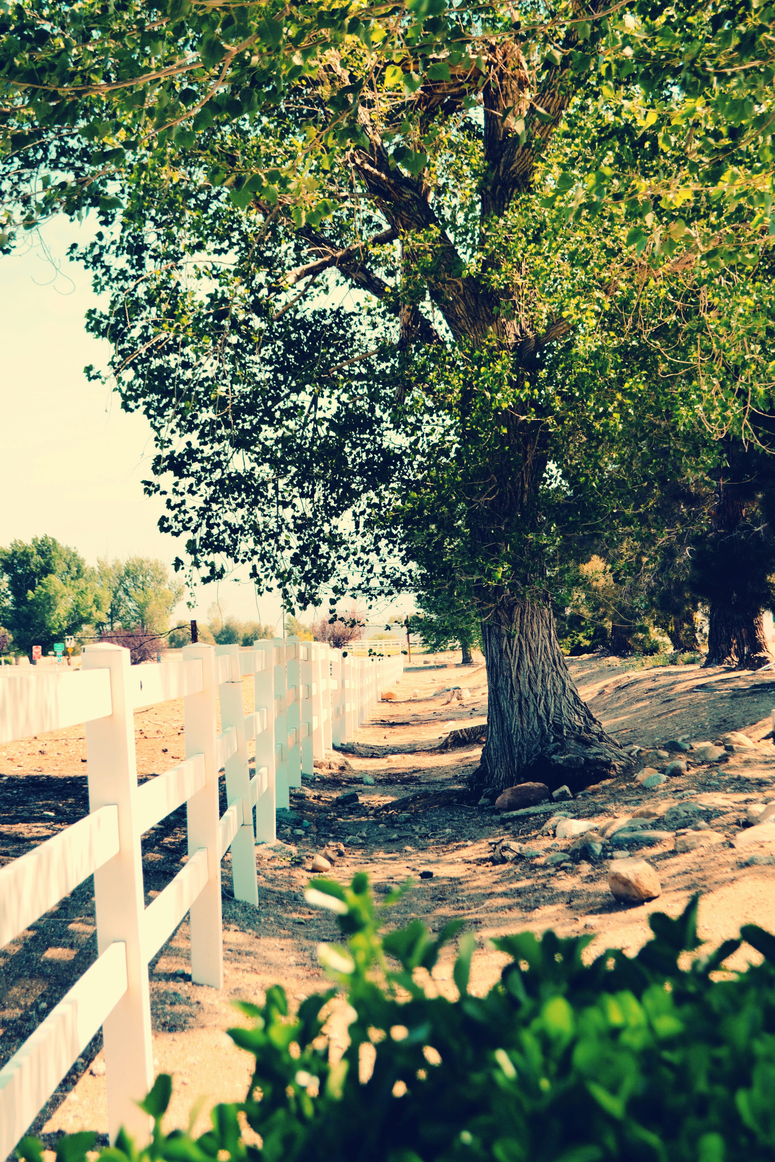 A white fence and a tree on a dirt road photo – Free Plant Image on ...