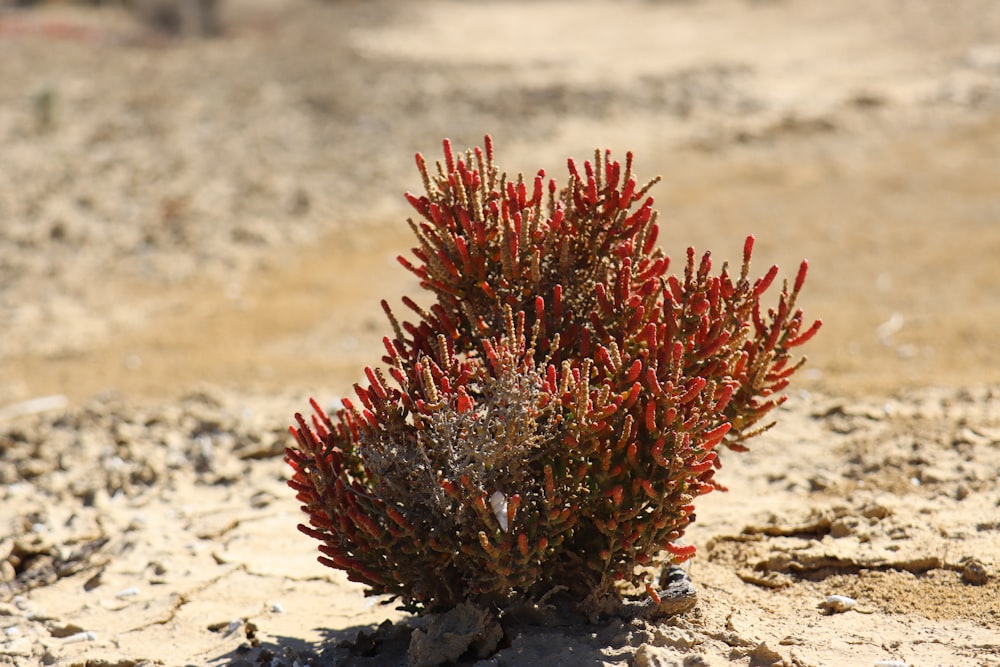 a small red plant in the middle of the desert