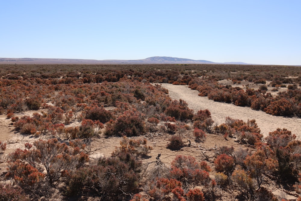 uma estrada de terra no meio de um deserto