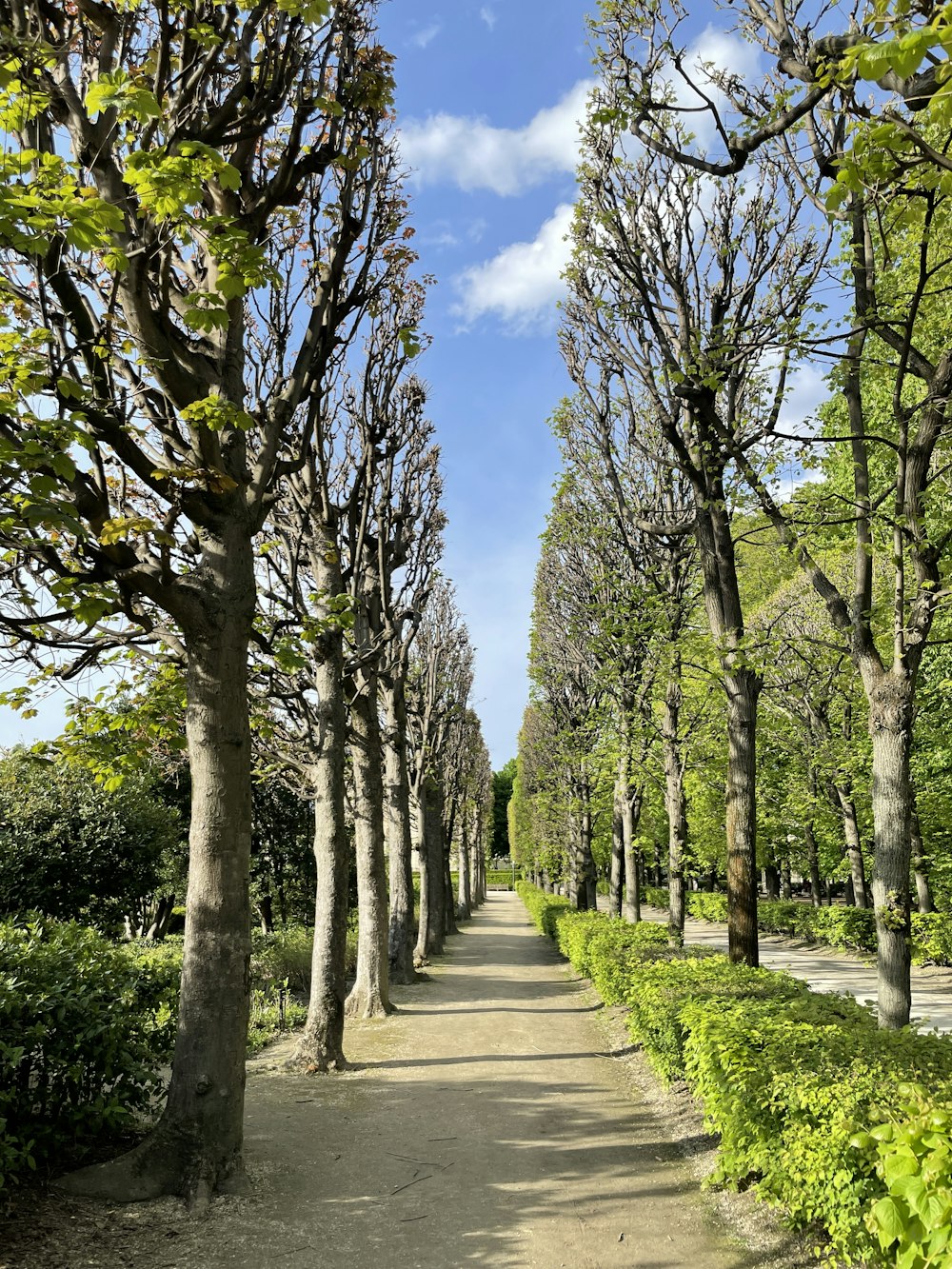 a path in a park lined with trees