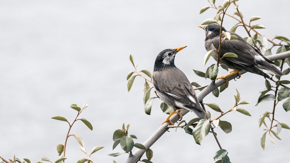 two birds sitting on a tree branch with leaves