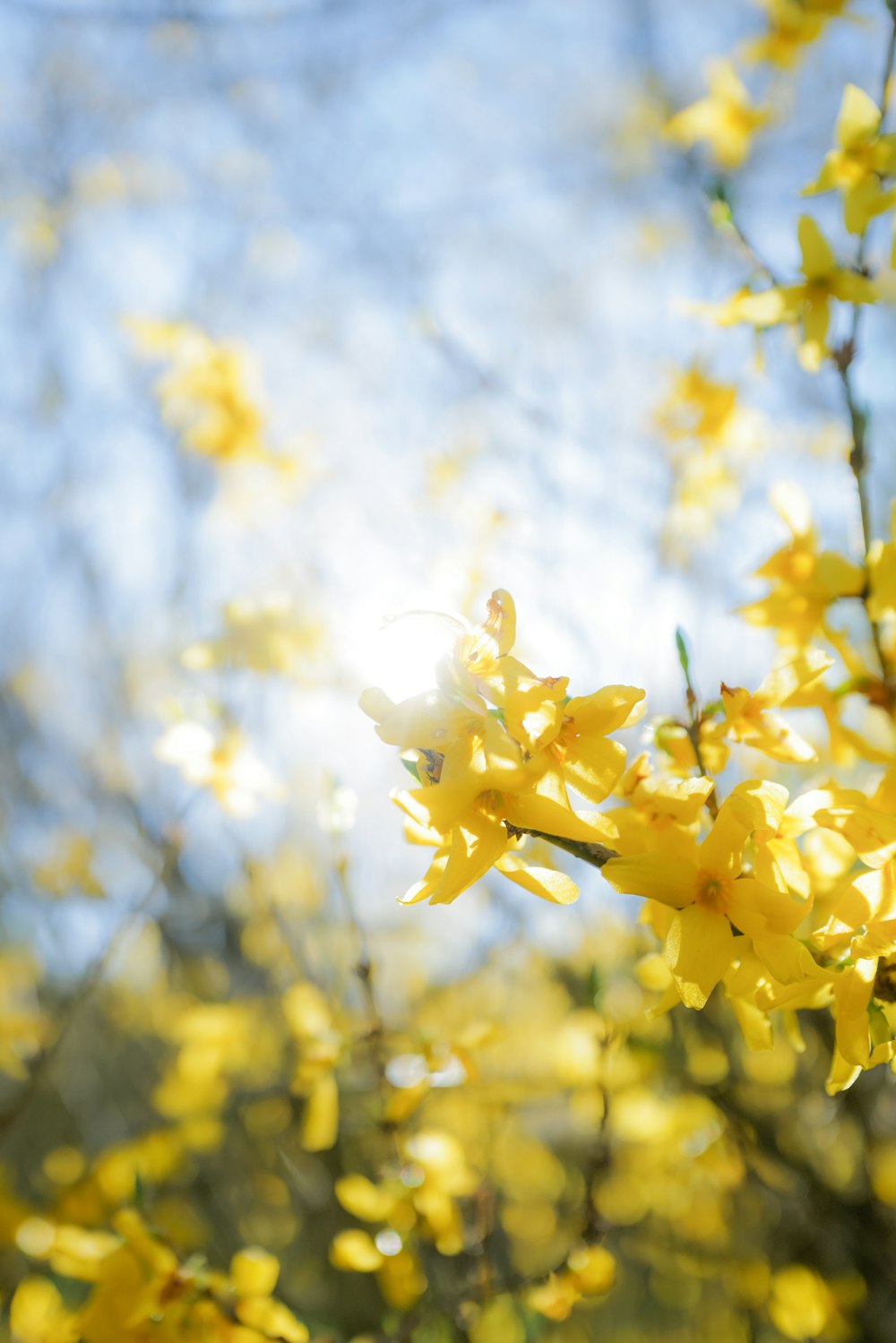 a tree with yellow flowers in the sunlight