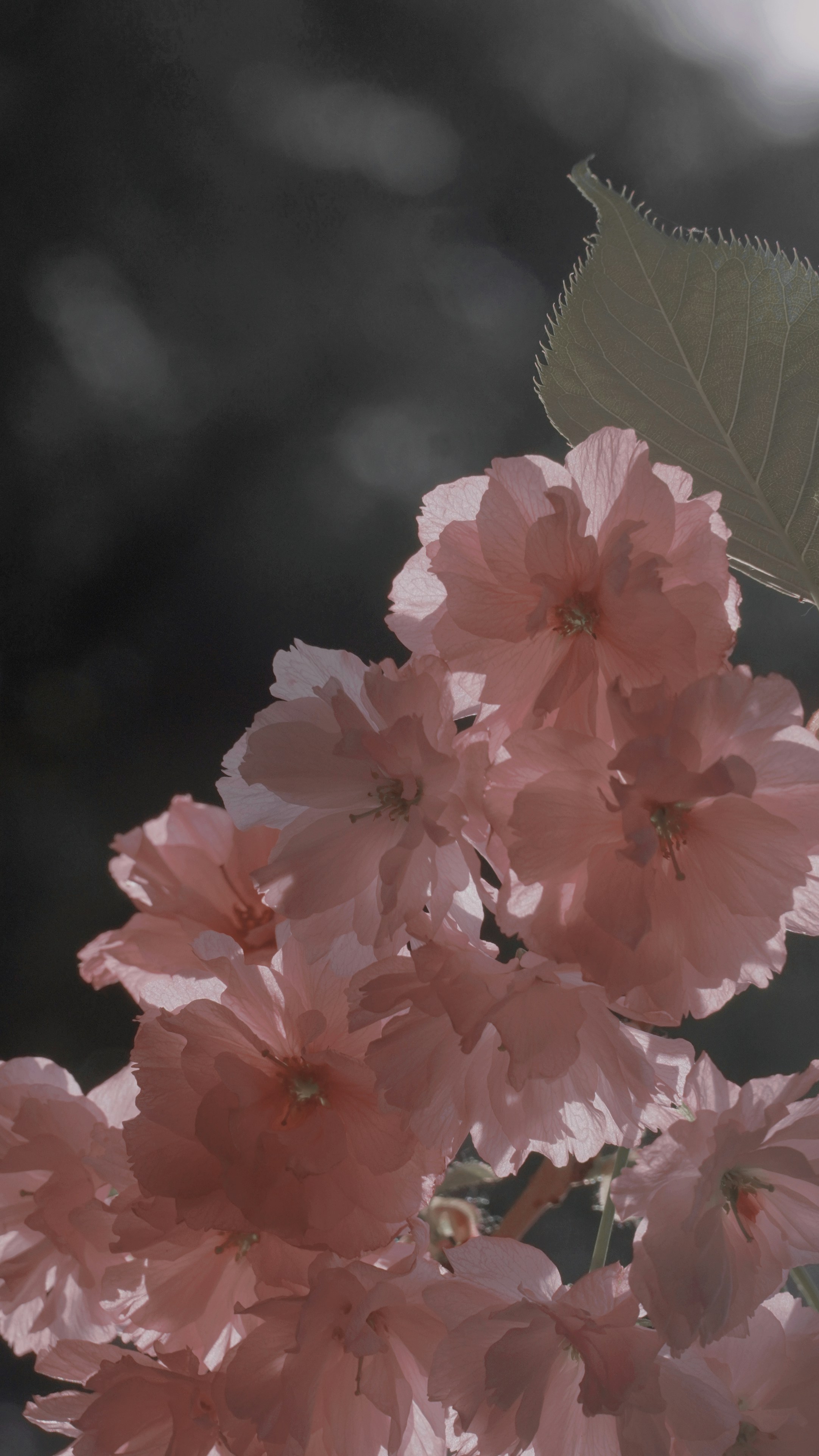 Photo by fenmeihandai