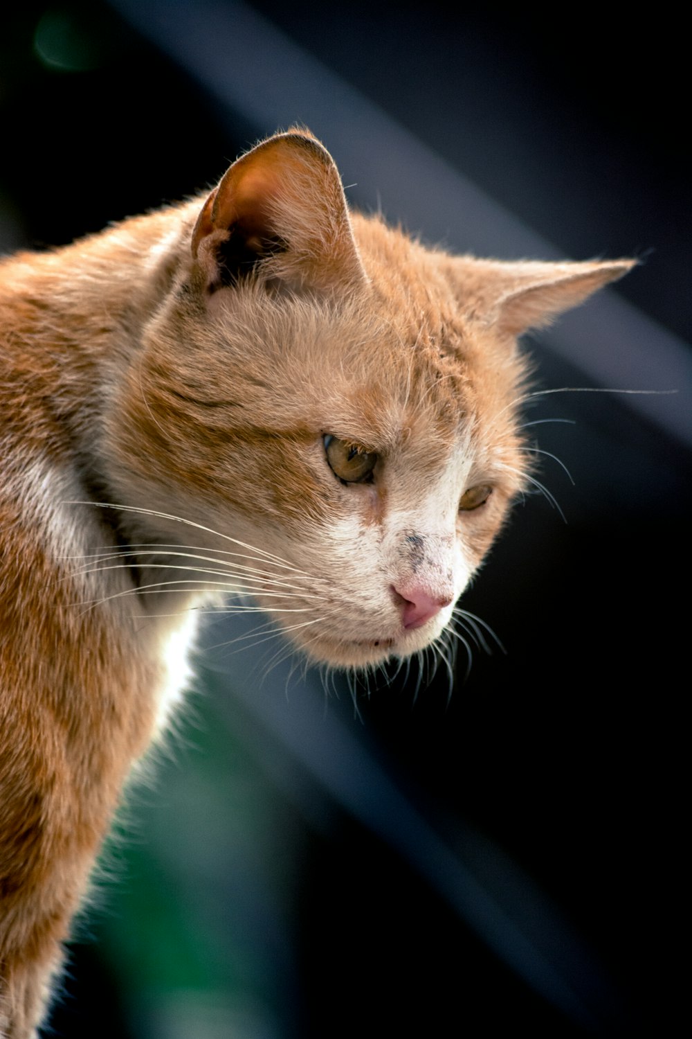 a close up of a cat with a blurry background