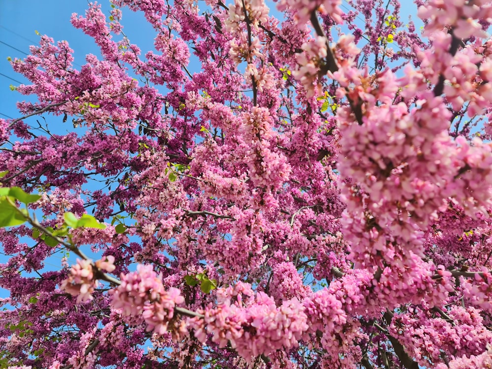 un albero con un sacco di fiori rosa su di esso