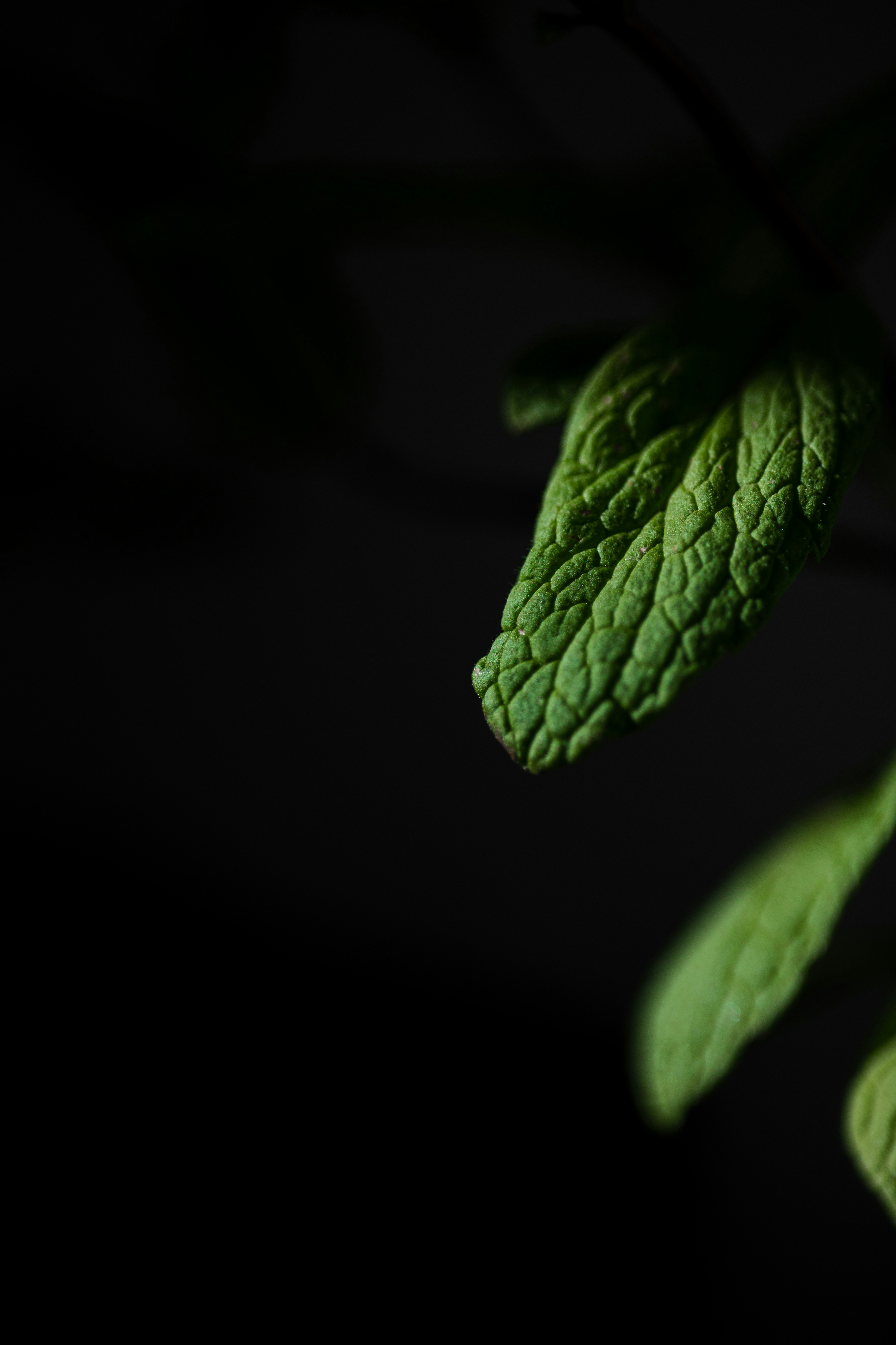 a close up of a green leaf on a branch