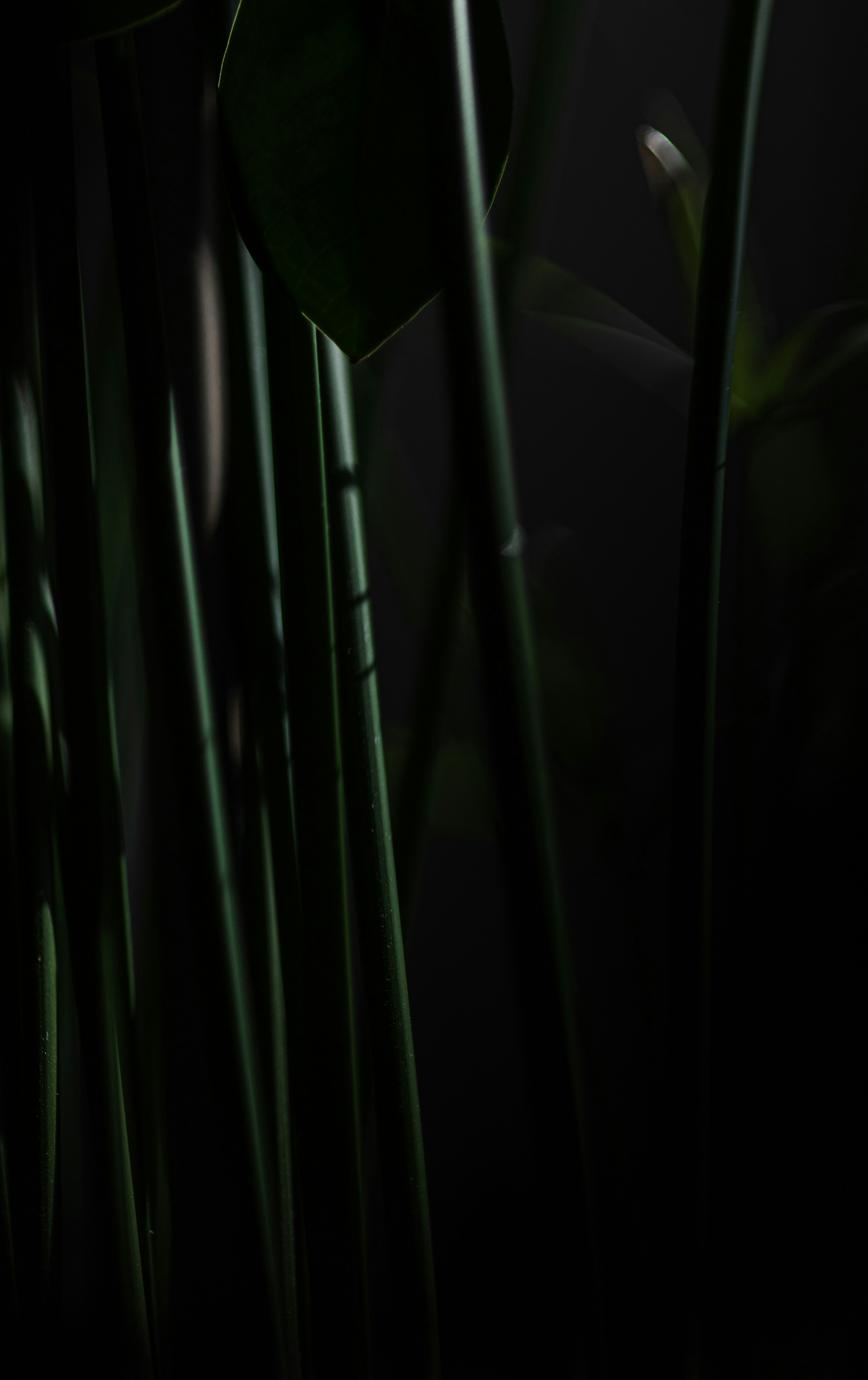 a close up of a green plant with leaves