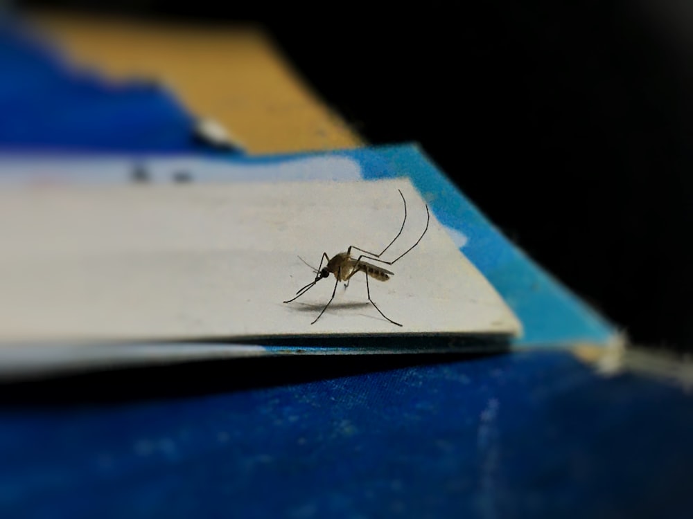 Eine Mücke sitzt auf einem Stück Papier