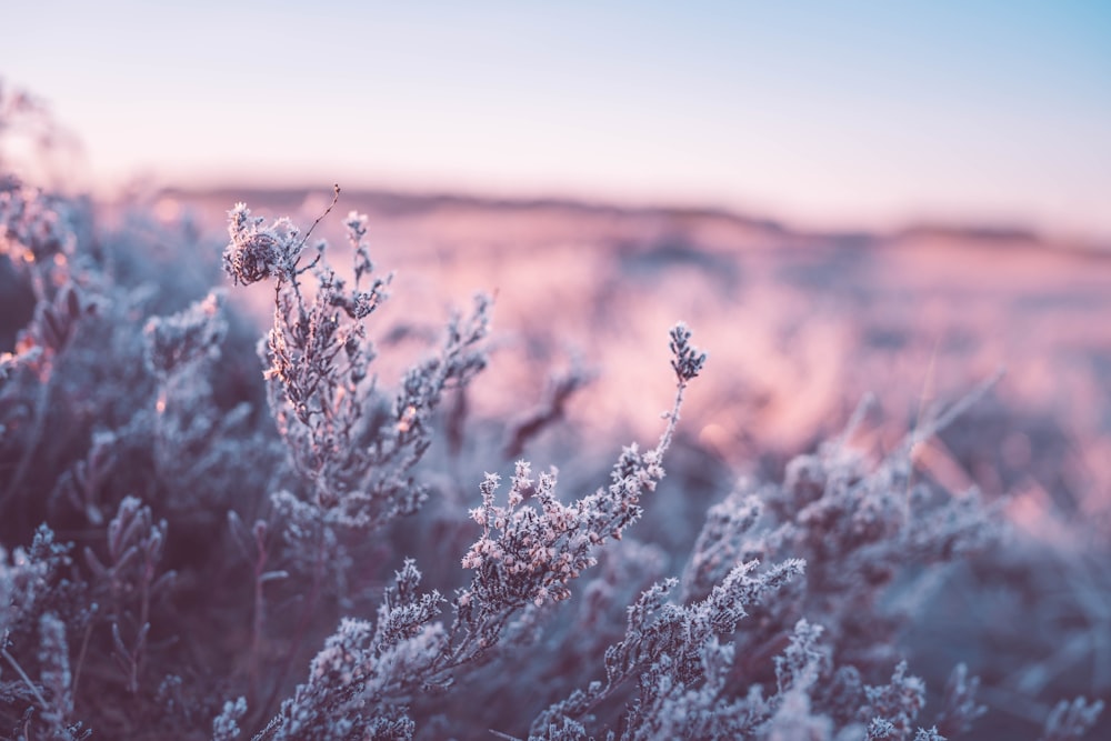 eine Nahaufnahme einer Pflanze mit Frost darauf