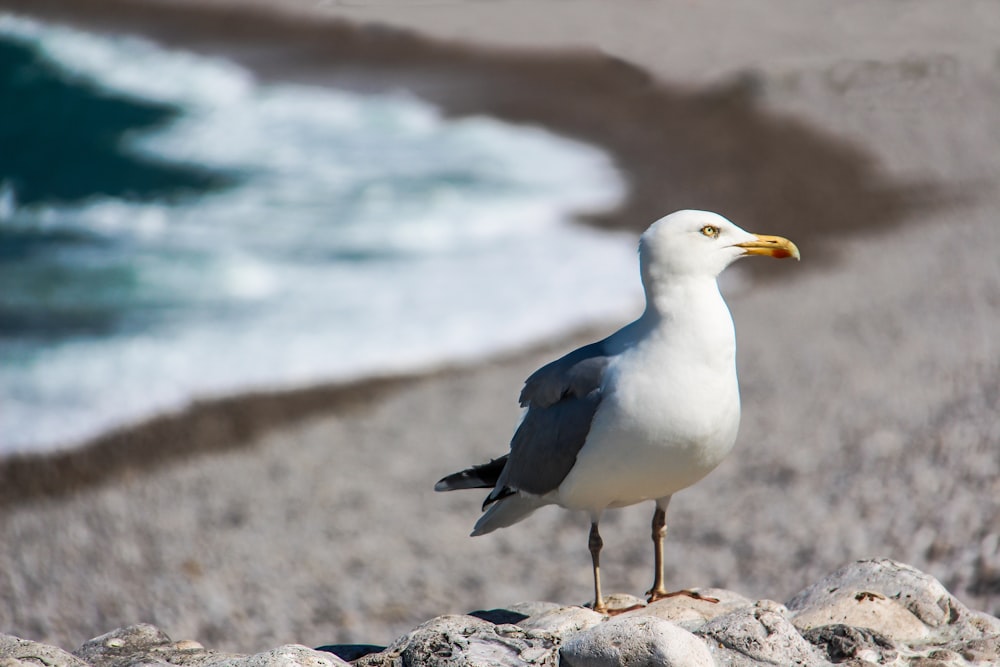 a seagull standing on a rock near the ocean