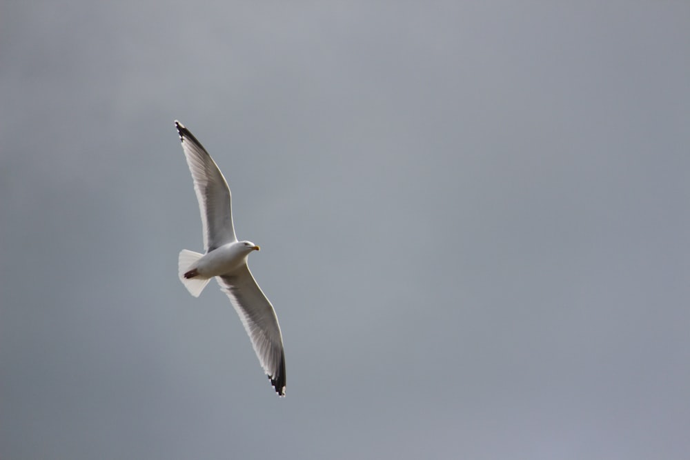 a white bird flying through a cloudy sky