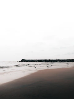 a group of birds standing on top of a sandy beach