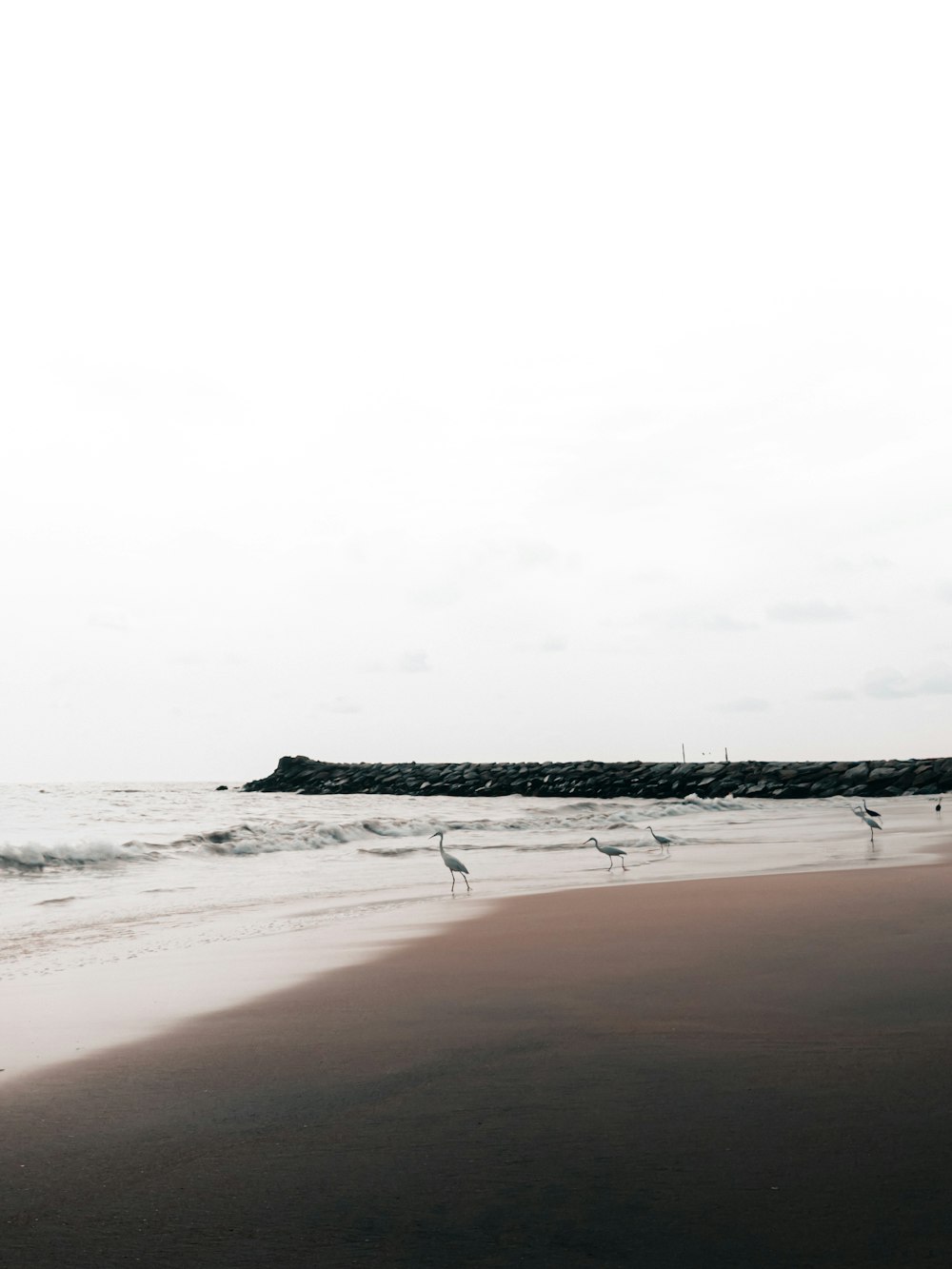 a group of birds standing on top of a sandy beach