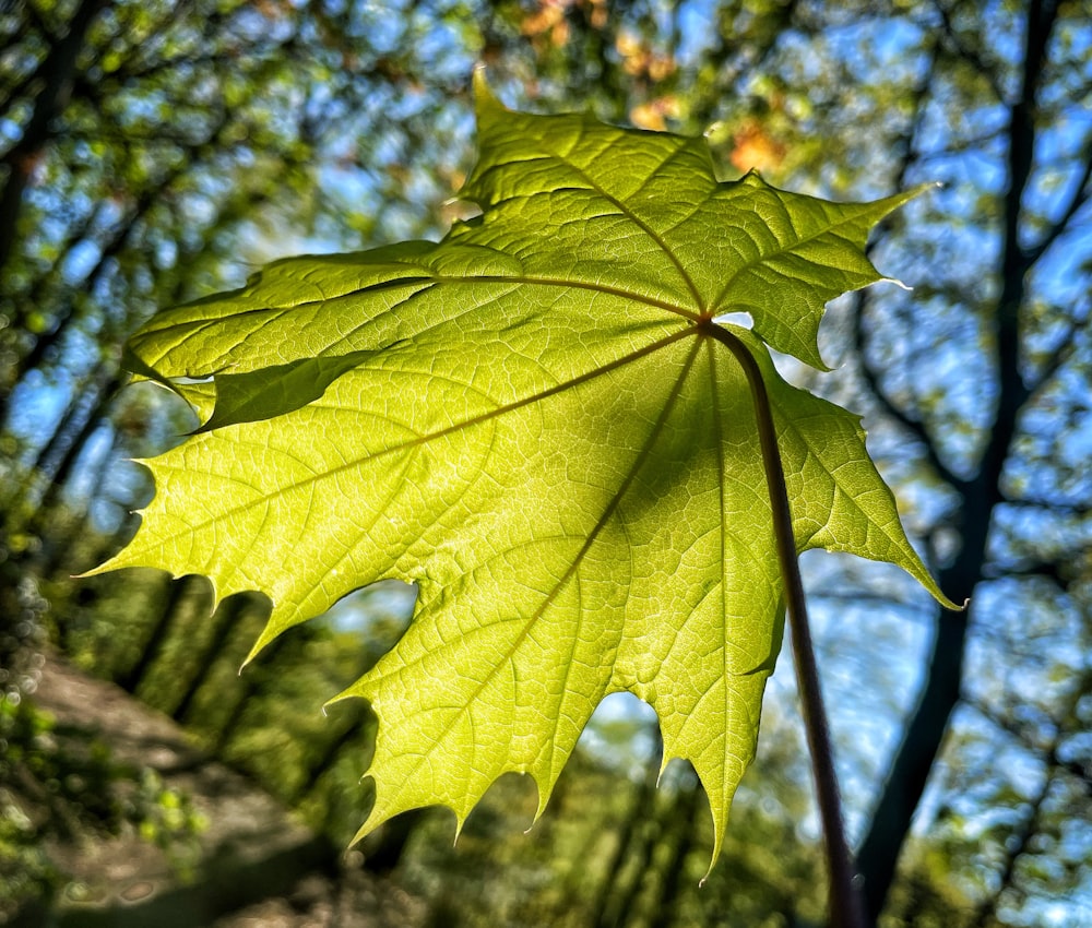 a green leaf hanging from a tree branch