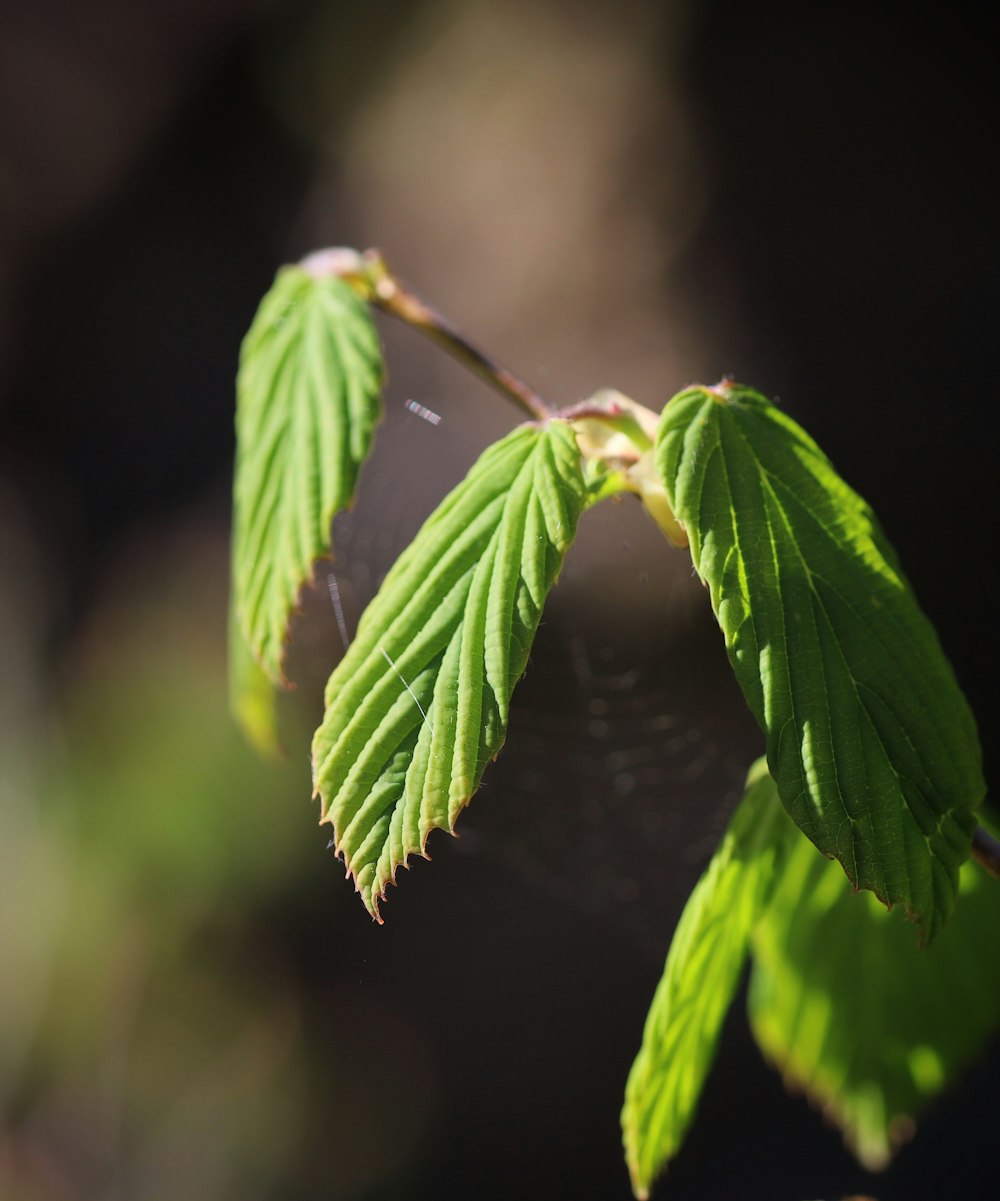 a close up of a green leaf on a tree