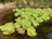 Close-up of fresh green azolla plants floating on water surface in a backyard pond.