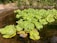 Close-up of fresh green azolla plants floating on water surface in a backyard pond.