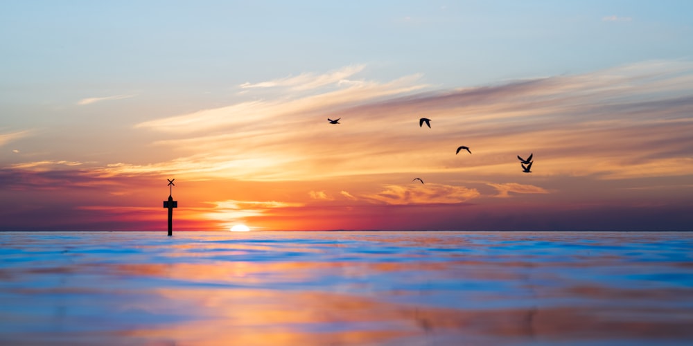 a flock of birds flying over a body of water