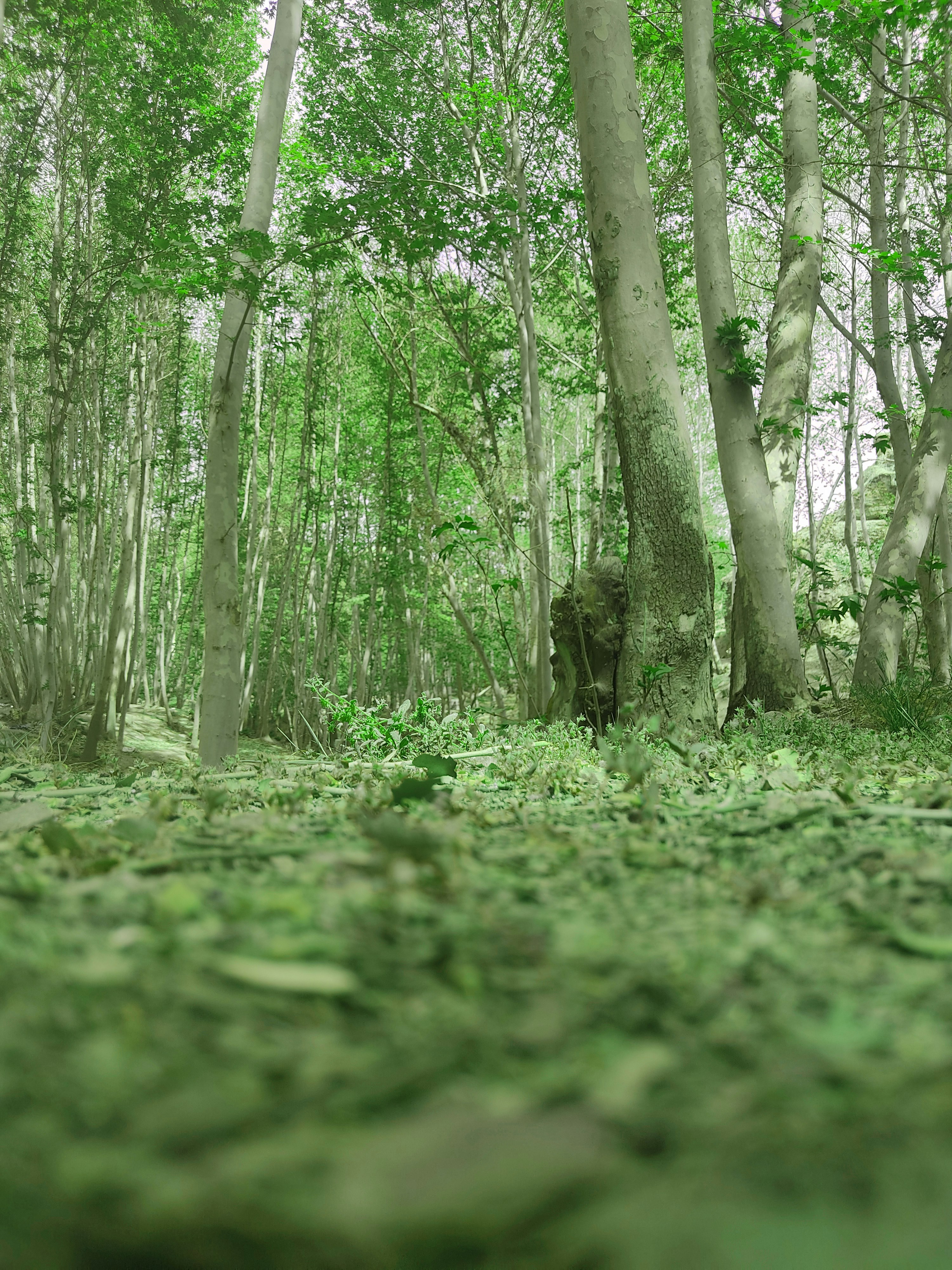 Photo by camuschavoshi