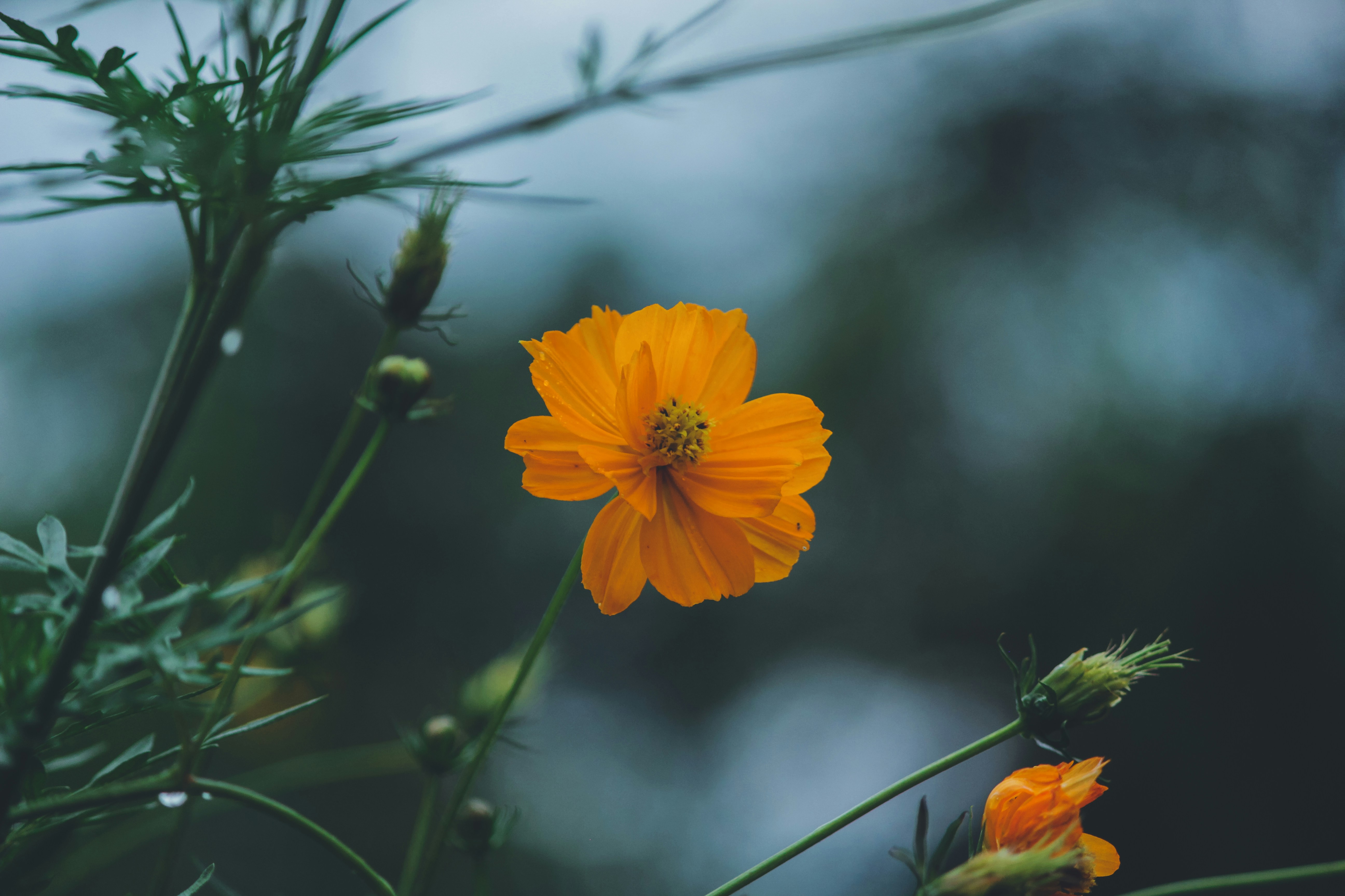 Photo by aniljose1997