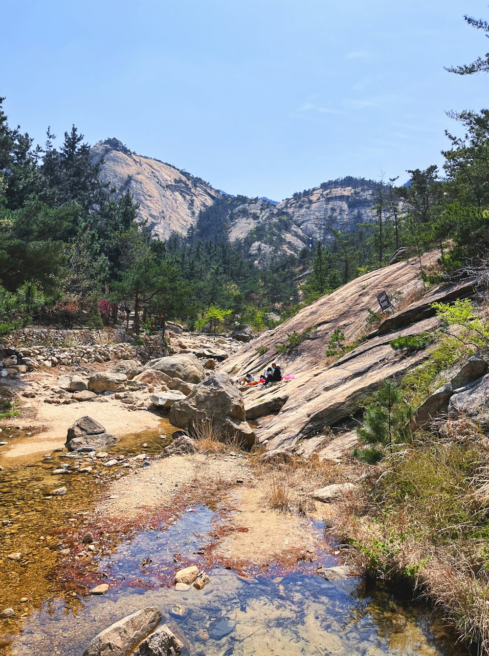 a small stream running through a forest filled with rocks