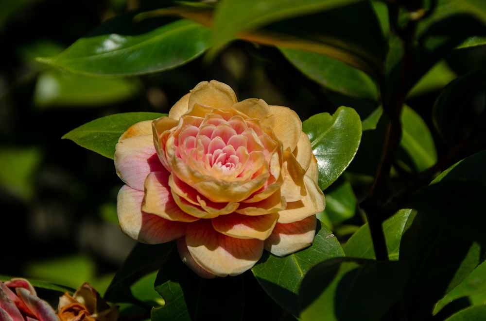 a yellow and pink flower with green leaves