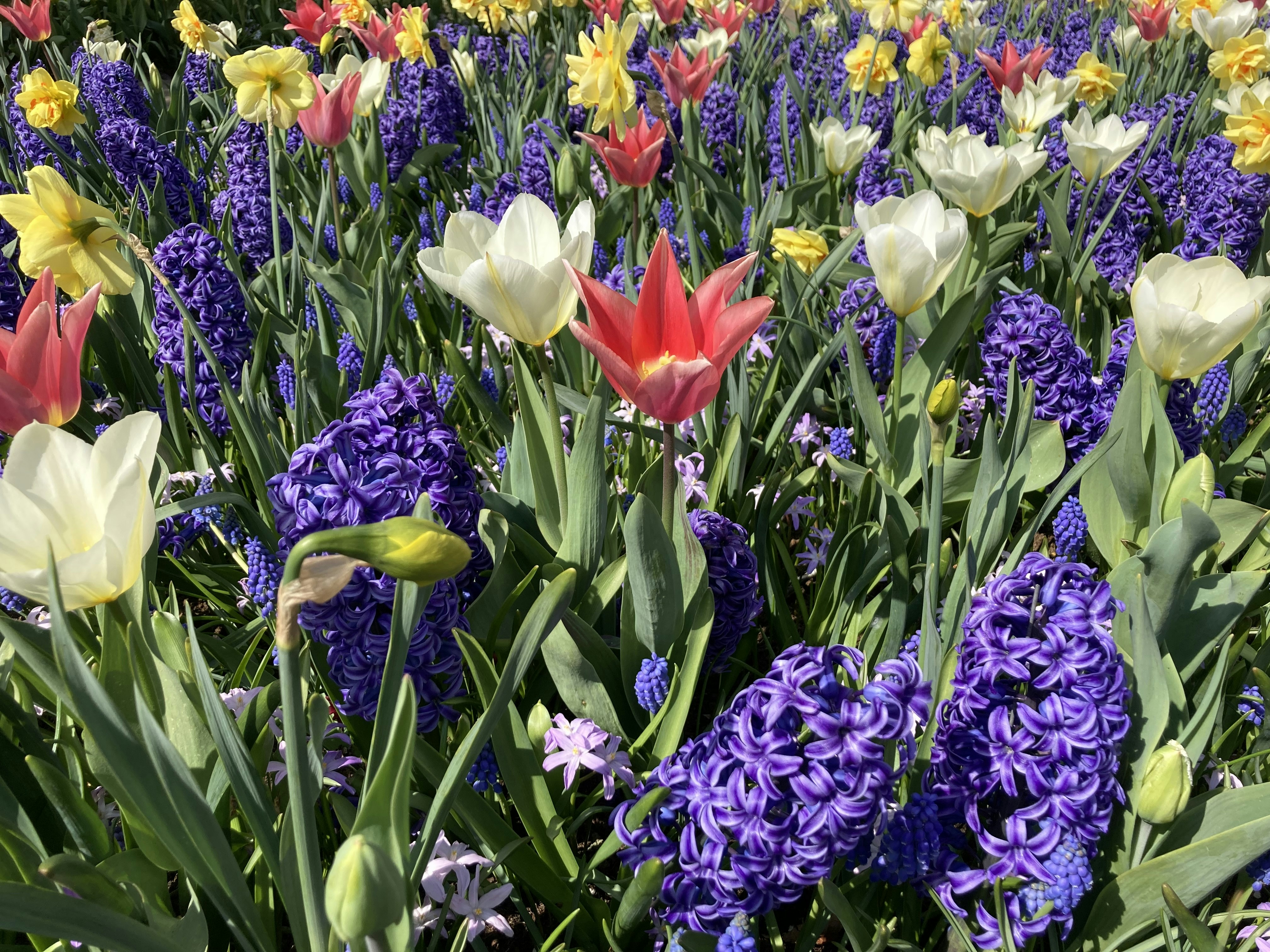 Vibrant tulips and daffodils in bright morning light, rich green foliage, well-tended garden bed