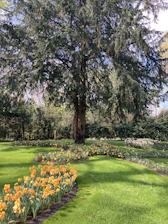 A gardener carefully pruning a large tree in a sunny garden.