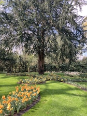 A large tree stands prominently in a well-maintained garden. The foreground features neatly arranged flower beds with numerous orange flowers blooming. Bright green grass covers the ground, and a dense hedge borders the area in the background, adding to the lush greenery.
