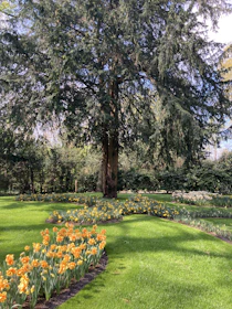 A gardener carefully pruning a large tree in a sunny garden.