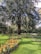 A large tree stands prominently in a well-maintained garden. The foreground features neatly arranged flower beds with numerous orange flowers blooming. Bright green grass covers the ground, and a dense hedge borders the area in the background, adding to the lush greenery.