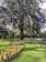 A large tree stands prominently in a well-maintained garden. The foreground features neatly arranged flower beds with numerous orange flowers blooming. Bright green grass covers the ground, and a dense hedge borders the area in the background, adding to the lush greenery.