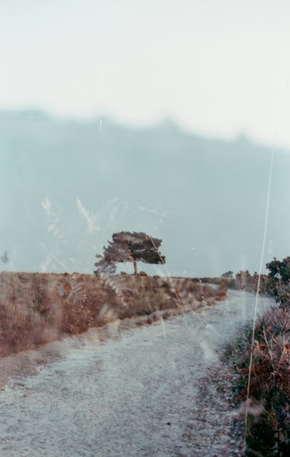 a lone tree on the side of a dirt road