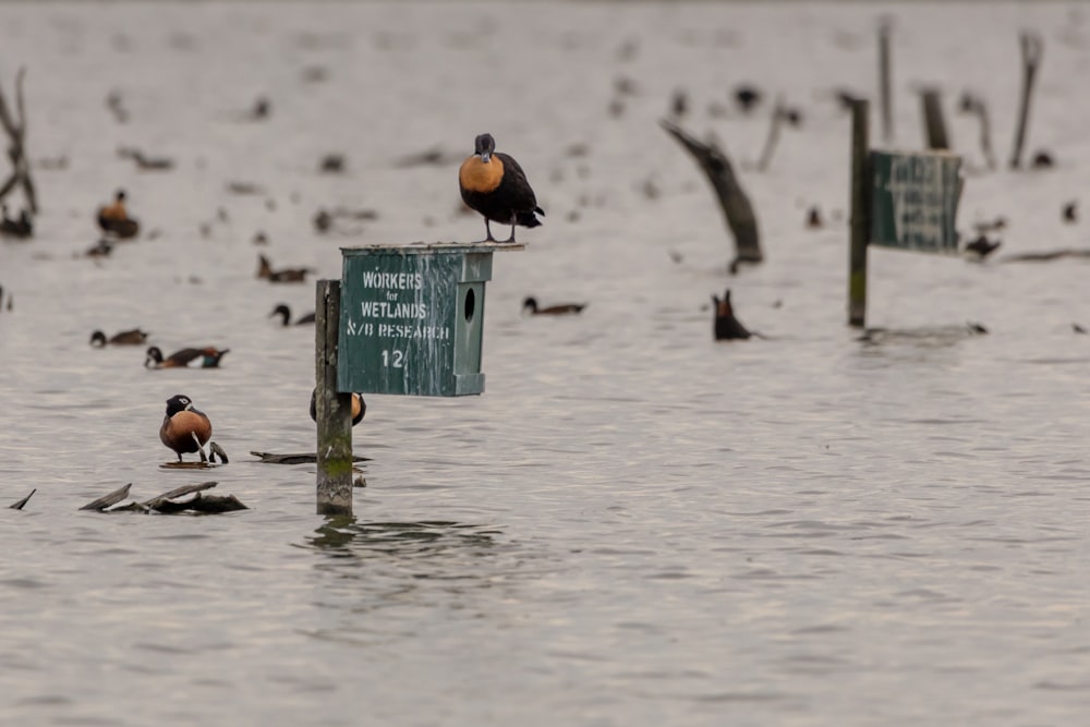 a flock of birds sitting on top of a sign in the water